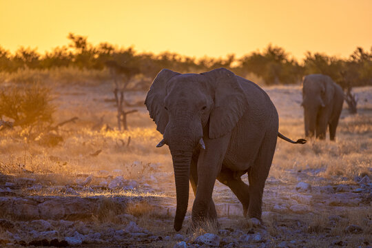 「ケニア共和国」の画像 344,751 件の Stock 写真、ベクターおよびビデオ Adobe Stock