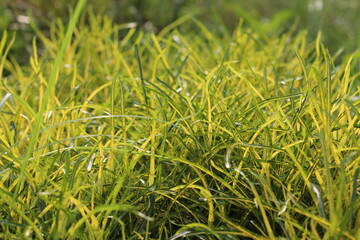 green grass background