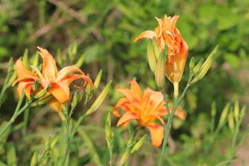orange lily in the garden
