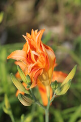 orange lily flower