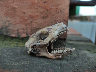 Hedgehog skull on brick background, close-up