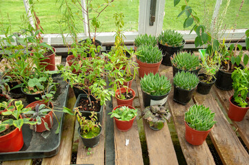 Plants in a greenhouse