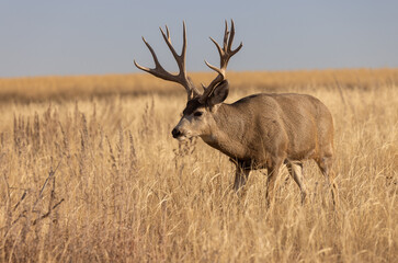 Naklejka na ściany i meble Mule Deer Buck in the Fall Rut in Colorado