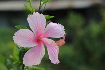 close up of pink flower