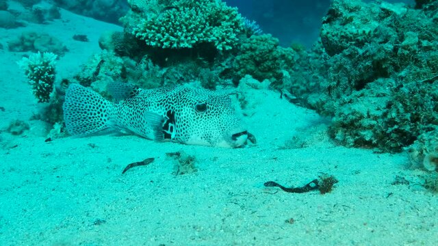 Close up of Blackspotted Puffer (Arothron stellatus) resting on sandy bottom near with coral reef. Camera moving forwards. 4K-60fps