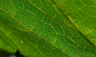 Details showing the veins of a leaf of pumpkin know as Sergipana (Cucurbita moschata) in organic cultivation formation in the city of Rio de Janeiro, Brazil.
