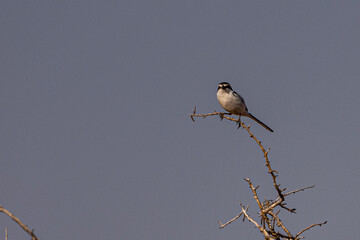 Endemic rare bird of Kaokoland, Namibia