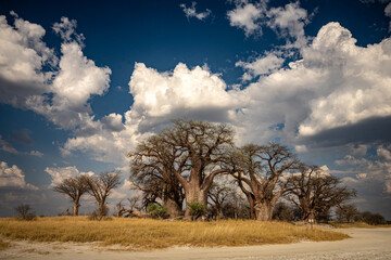Baobabs in Nxai Pans, Botswana