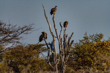 Vultures in Etosha Park, Namibia