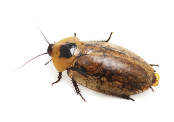Giant Discoid Cockroach (Blaberus) isolated on white background