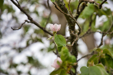 Mandelblüte