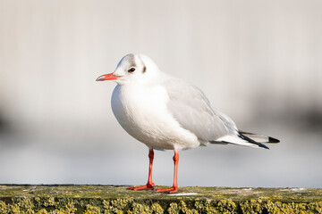 seagull 