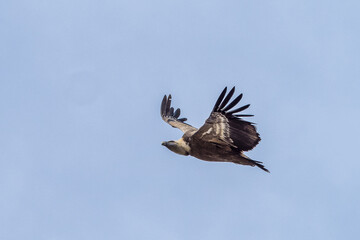 Obraz premium Griffon vulture, Gyps fulvus in Monfrague National Park. Extremadura, Spain