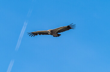 Griffon vulture, Gyps fulvus in Monfrague National Park. Extremadura, Spain