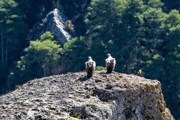 Griffon vultures, Gyps fulvus sitting at a rock in the Serrania de Cuenca at Una, Spain.