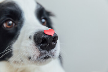 St. Valentine's Day concept. Funny portrait cute puppy dog border collie holding red heart on nose isolated on white background, clise up. Lovely dog in love on valentines day gives gift. Copy space