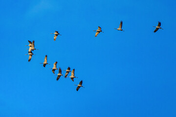 Obraz premium Common crane, Grus grus in Monfrague National Park. Extremadura, Spain