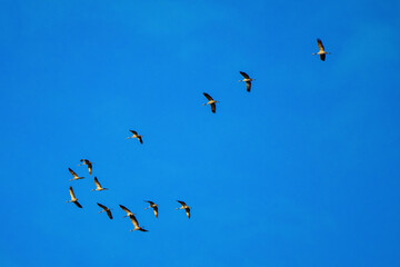 Common crane, Grus grus in Monfrague National Park. Extremadura, Spain