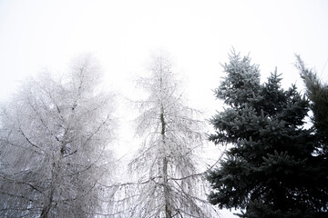 Modrzewie zimą, zima, szron na drzewach, drzewa zimą, zimowy klimat, świąteczny klimat, 