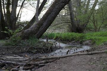 Bach schiefer Baum