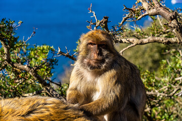 Wild macaque or Gibraltar monkey, attraction of the British overseas territory.