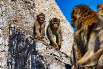 Wild macaque or Gibraltar monkey, attraction of the British overseas territory.