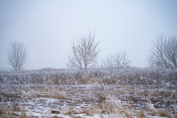 zima, drzewa zimą, zimowe drzewa, zimowe lasy, zimowy las, zamrźniete drzewa, śnieg i szron  - obrazy, fototapety, plakaty