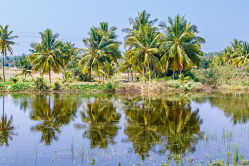 Naklejka na ściany i meble Tropical landscape with palmtrees reflected in the water in Kerala, South India