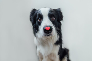 Naklejka na ściany i meble St. Valentine's Day concept. Funny portrait cute puppy dog border collie holding red heart on nose isolated on white background. Lovely dog in love on valentines day gives gift