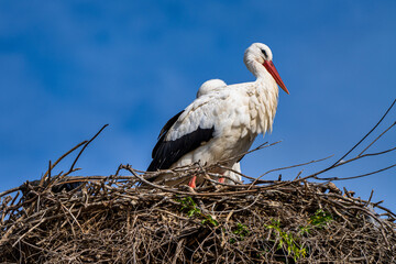 White Stork, Ciconia ciconia in Jerez de la Frontera, Andalusia, Spain