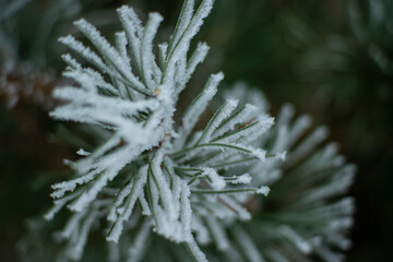 dzikie sosny, macro sosna, sosna zimą, pąki sosny, szron i śnieg zimą, zimowy las, zimowy klimat, europejska zima,   © Follow the Sun