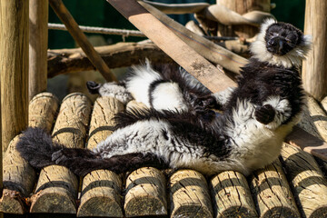 Black and white ruffed lemur in Jerez de la Frontera, Andalusia, Spain