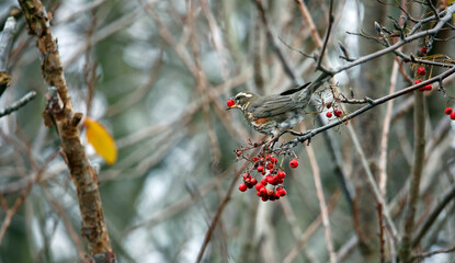Redwings feeding on the winter berry crop