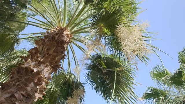 Close-up of blooming date palm on blue sky background. Date palm flowers and leaves in the wind (4K-60fps)
