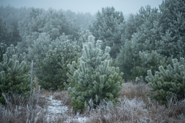 dzikie sosny, sosny zimą, młody las, początek zimy, szron na drzewach, młode drzewa, zimowy klimat, śnieg i szron, młode dzikie sosny © Follow the Sun