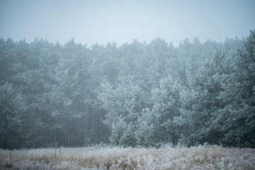 zima, drzewa zimą, zimowe drzewa, zimowe lasy, zimowy las, zamrźniete drzewa, śnieg i szron, choinki sosny © Follow the Sun
