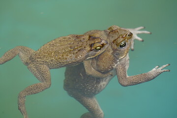 Reproduction, cane toad (Rhinella marina) bufonidae family. Male hugs the female. Manaus - Amazon,...