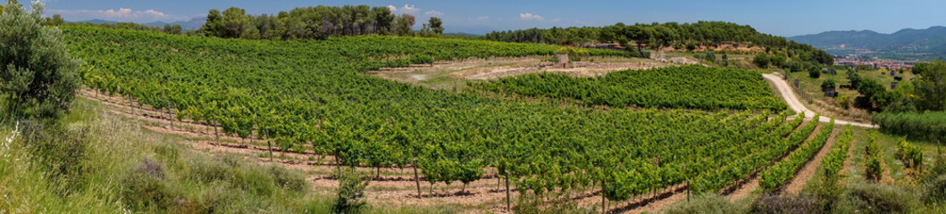 Fototapeta na wymiar campo de viñedo verde, foto panorámica
