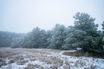 dzikie sosny, sosny zimą, młody las, początek zimy, szron na drzewach, młode drzewa, zimowy klimat, śnieg i szron, młode dzikie sosny © Follow the Sun