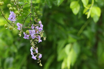 forget me not flowers