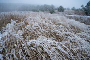 Zimowe trawy, trawy zimą, zimowy klimat, zimowy las, zimowe łąki, zimowe pola, Zima, macro, trawy