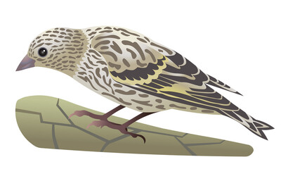Realistic vector illustration of Pine Siskin bird standing on cracked tree bark. Winter bird drawing. Ornithological illustration.