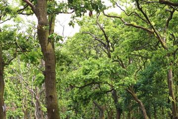 tree in the forest