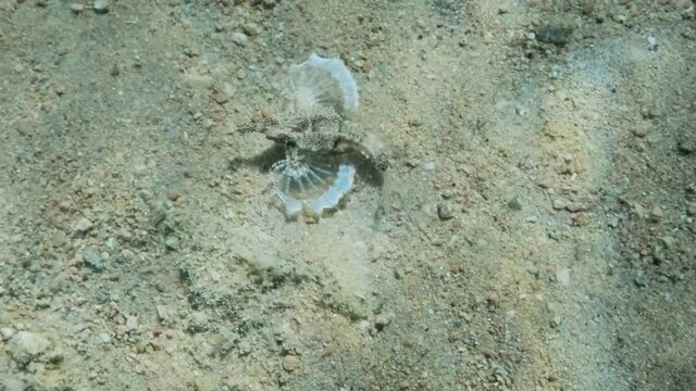 Seamoth moves on the sandy bottom in shallow water in sun rays. Pegasus, Little Dragonfish or Common Seamoth (Eurypegasus draconis). 4K-60fps