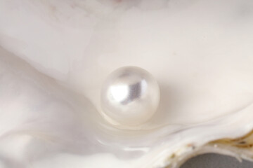 Open oyster with white pearl, closeup view