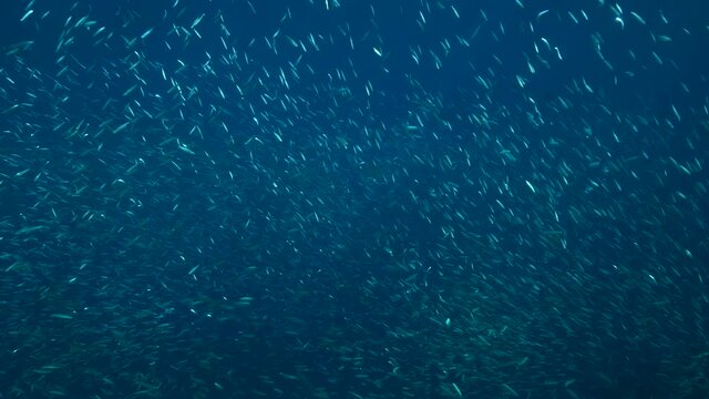 A large shoal of Blue sprat, Delicate round herring or blueback sprat (Spratelloides delicatulus). Massive school of small fish swims in the blue water in sunrays. 4K-60fps