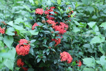red flowers in garden
