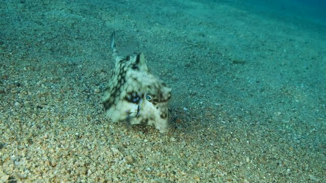 Close-up of Boxfish looking for food on the sandy bottom. Thornback Boxfish or Camel Cowfish (Tetrosomus gibbosus), 4K-60fps