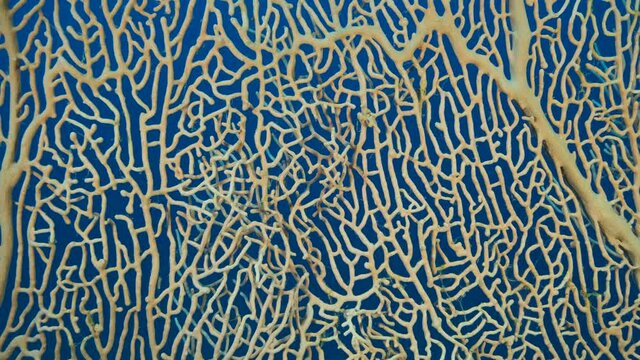 Details of the soft coral Giant Gorgonian or Sea fan (Subergorgia mollis). Close-up of coral. Camera moves sideway to the left side. 4K-60fps