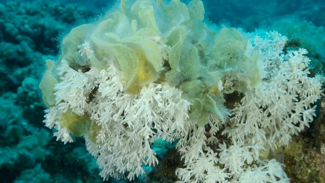 Brown alga Peacock's Tail (Padina pavonica) invades to territory White pulse soft corals (Heteroxenia fuscesens). This is result of eutrophication (increase organic matter in the sea water). 4K-60fps